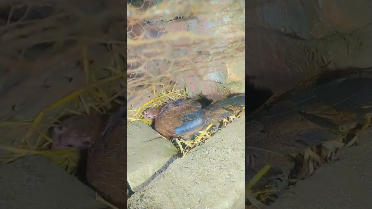 100 percent pure red jungle fowl hen( female) hatching eggs first 🎥🎥🎥