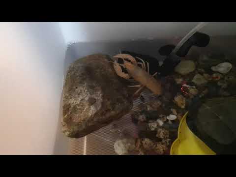 투애플잭과 동물친구들   #1.미꾸라지 사냥하는 가재🦞