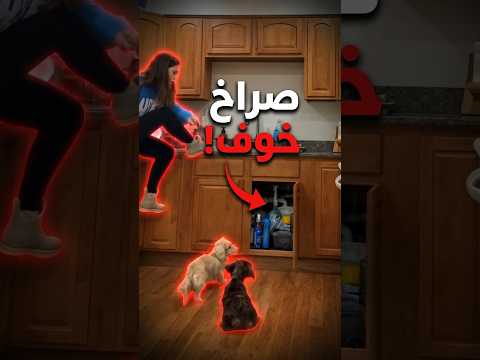 هالكلاب اكتشفوا شي داخل الدولاب يخوف!