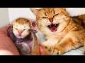 Baby Kitten Loudly Calls His Mother Cat Who Ignores His Meows