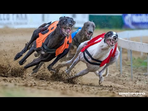 2023.06.18 Agárklub Magyar Derby - Isaszeg