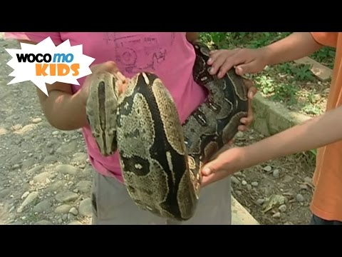 Boliviens junge Wilde | GEOlino-Reportage - Folge 20/50