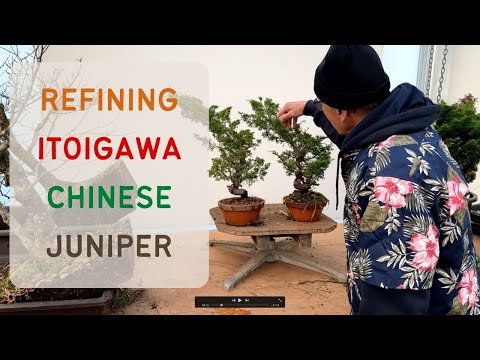 Refining some Itoigawa Juniper Shohin Bonsai