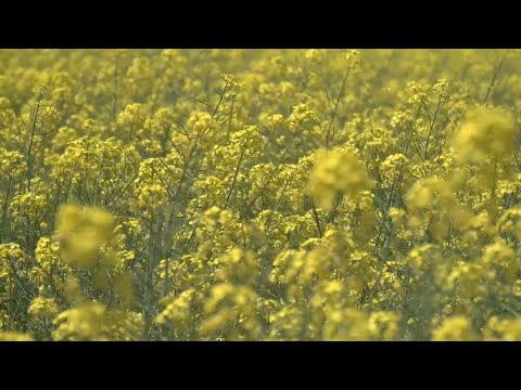 Cum arată un lan de rapiță înflorit și înainte de recoltare