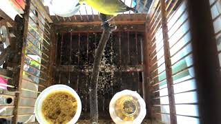 Download lagu Suara panggilan Pleci Flavus/Pantai part.2 mp3 Download lagu Suara panggilan Pleci Flavus/Pantai part.2 mp3