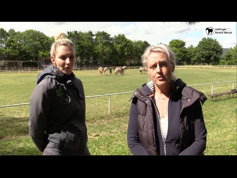 Haflinger Gestütsparade in Meura