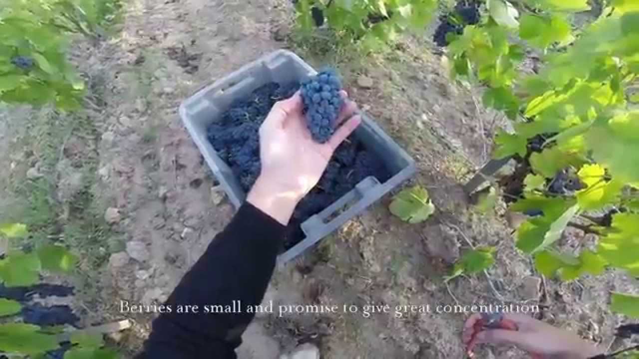 2019 Moulin-à-Vent, Couvent des Thorins