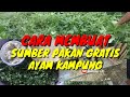 CARA MENGOLAH SUMBER PAKAN GRATIS UNTUK AYAM KAMPUNG