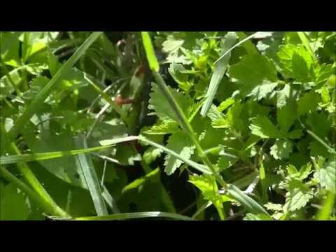 un americano al parco del loto...un film "de paura"