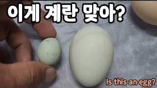 오이를 먹더니 닭들이? 변한건가? Is this an egg?