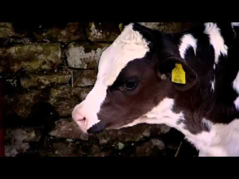 Janet Street Porter has a Feel for Veal | The F Word With Foxy Games