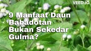 Download lagu 9 Manfaat Daun Babadotan, Bukan Sekedar Gulma mp3