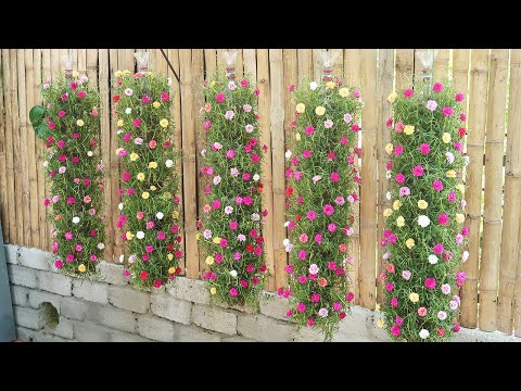 , title : 'Beautiful DIY vertical hanging garden growing Portulaca (Mossrose) for small spaces'