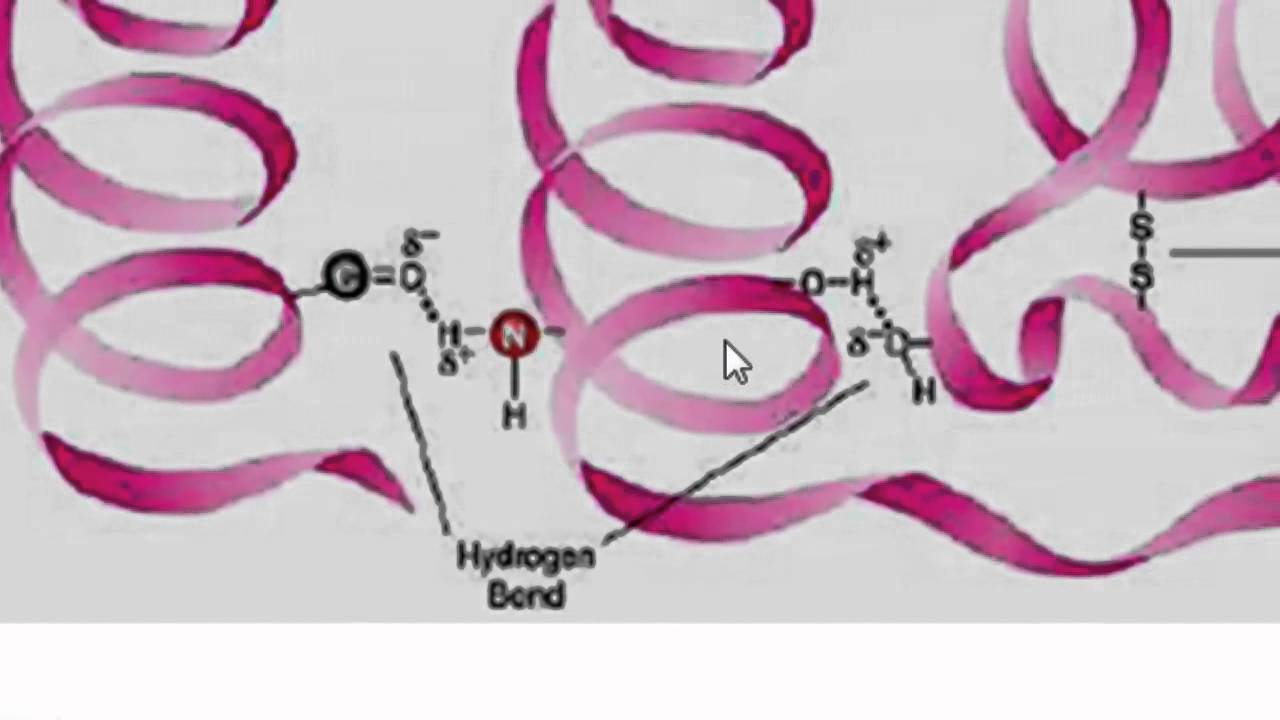 Estructura de las proteinas