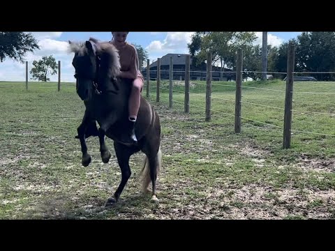 MORE PASSION! MORE ENERGY! MORE FOOTWORK! #equestrian #rear #bronks #spicy #funny #welshpony 💋❤️🐴!