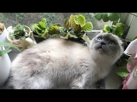 Щас спою! Терпите, я снимаюсь (или эстафета про трёх любимок)!🤣