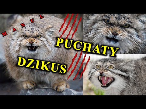 Why Is This Savage Not Suitable For Home? - MANUL