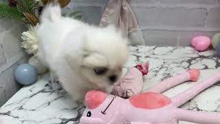 ペキニーズの動画01