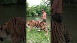 Download lagu Real tiger playing with kody antle mp3