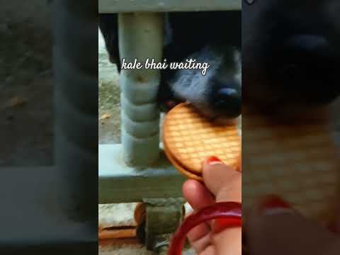 early morning kale bhai waiting from outside for open the gate  #dogloversdog #shortsogs