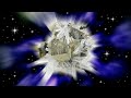 Download Pure Light Into Your Body Pyrite Quartz Alchemy Crystal Frequency 432hz 1111hz