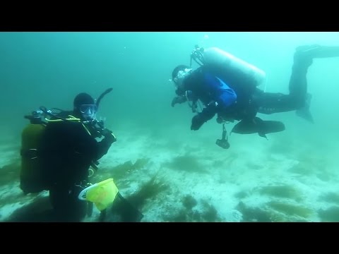 Scuba Diving for scallops west Norway Florø in April