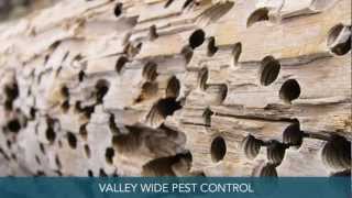 preview picture of video 'Pest Control Fresno CA Valley Wide Pest Control'