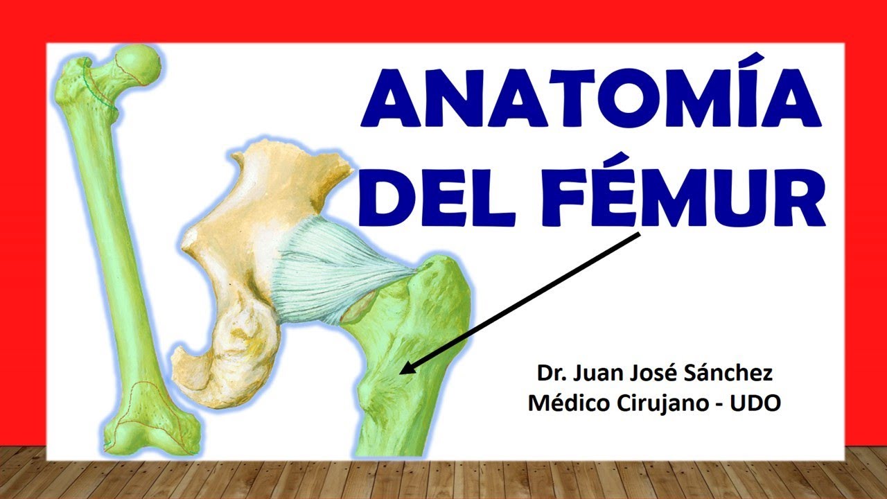 🥇 Anatomía del FÉMUR. Fácil, Rápida y Sencilla