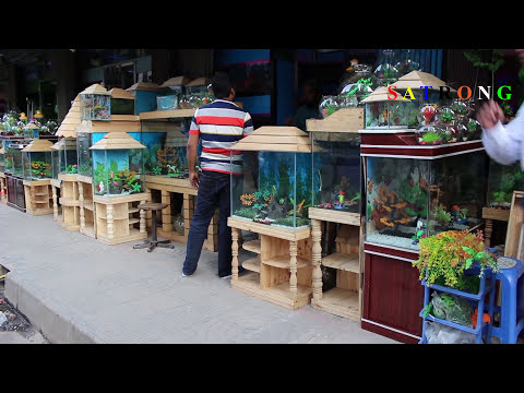 Aquarium Fish Shop Katabon, Dhaka - Aquarium Accessories in Bangladesh Video