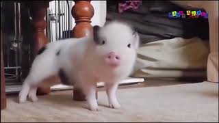 Разные приколы с разными животными #3