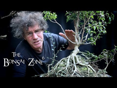 Pruning Back My Tall Bonsai, Part 2, The Bonsai Zone, Oct 2019