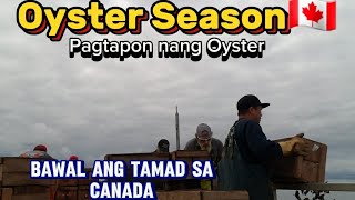 #CanadaLife#FishPlantWorker#Pagtatapon #Nang🦪Oyster#Daming Oyster🦪🦪🦪
