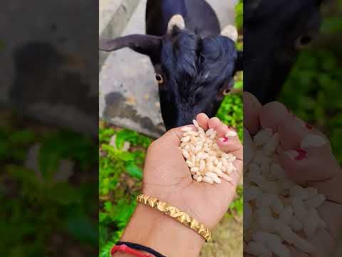 #sayana #talkingtom #cat #funny #cute #youtubeshort