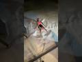 PURPLESTARS02 SNOW ANGEL CHALLENGE ❄️🥶😳 #shorts