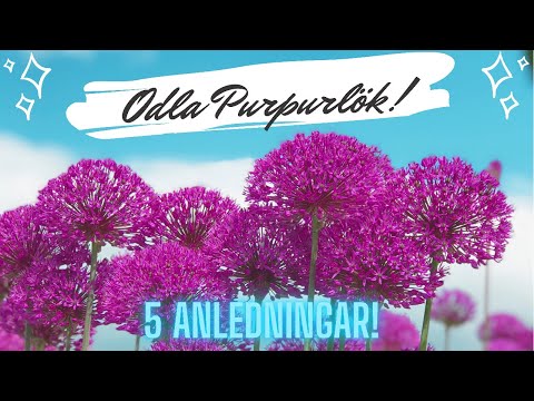 5 anledningar till att odla purpurlök / Allium 'Purple Sensation' i din trädgård