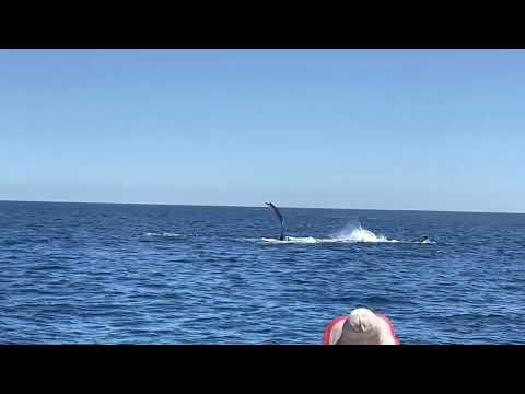 Humpback Whales 2023 03 12 11 11 02