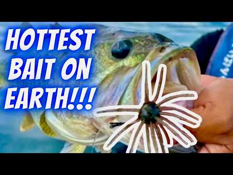 The Dice Bait Bible! Complete guide to catch giant bass on the hottest bait in bass fishing!!!