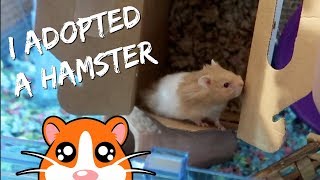 ADOPTING A SPECIAL NEEDS HAMSTER FROM PETSMART