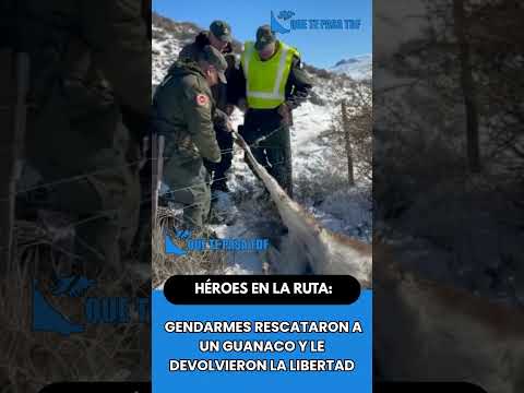 🦙❤️ HÉROES EN LA RUTA: GENDARMES RESCATARON A UN GUANACO Y LE DEVOLVIERON LA LIBERTAD