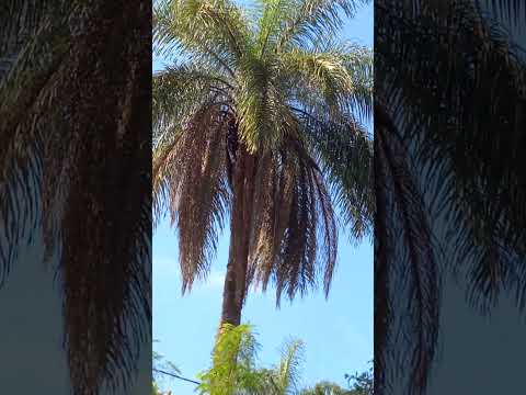 CÓRREGO DA VELHA LUZ MINAS GERAIS 🙏 🙏