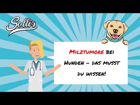 Milztumor beim Hund | Symptome und wie er behandelt wird