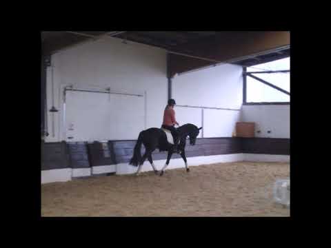 DULAICA 4j. Hann. von Dubarry - Walker for sale VB 8000,- Euro