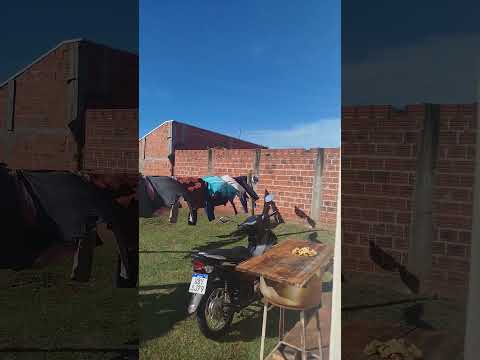 terra boa Paraná brilhando uma recém operada ativa 🙏❤️❤️❤️🙏😂