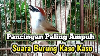 Download lagu Pancingan Paling Ampuh Suara Burung Kaso Kaso/Tepus Glagah Gacor mp3