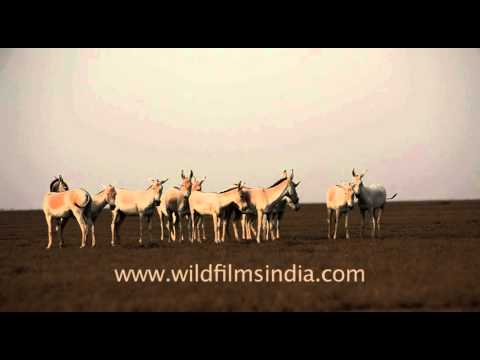 Kutch video