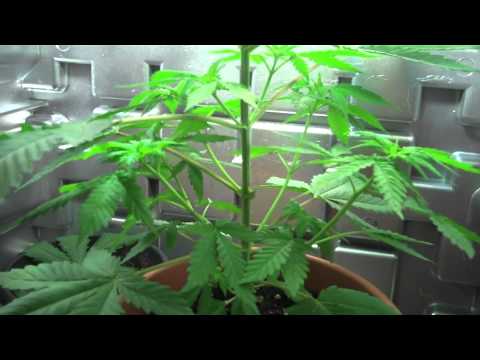 VID7-Grow Box