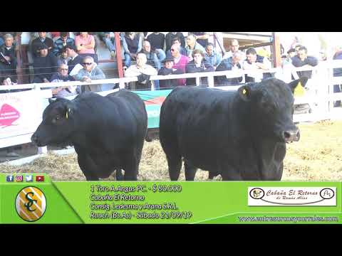 21-09-19 - Venta de Toros A.Angus PC. - Cabaña El Retorno - Rauch
