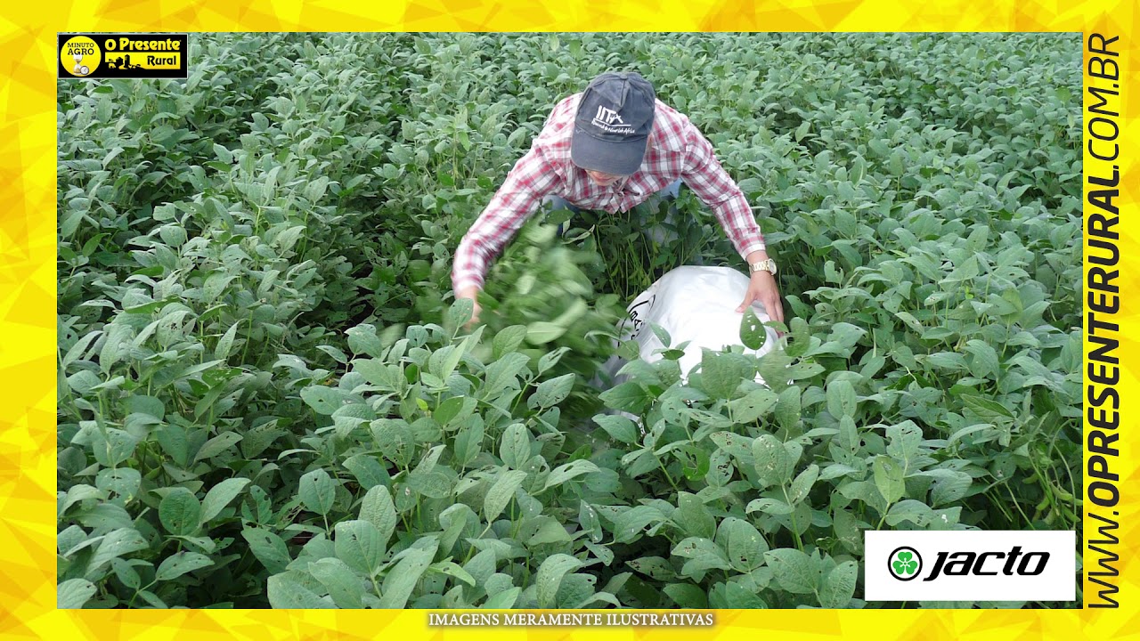 Pragas da soja: identificação e manejo - Minuto Agro Grãos