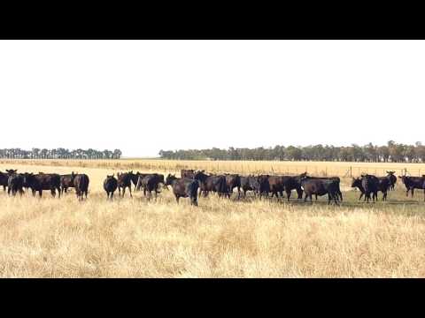 VID_20170204_084959568.mp4