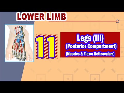 𝟏𝟏. 𝐋𝐞𝐠 (𝐈𝐈𝐈) (𝐏𝐨𝐬𝐭𝐞𝐫𝐢𝐨𝐫 𝐜𝐨𝐦𝐩𝐚𝐫𝐭𝐦𝐞𝐧𝐭) (𝐌𝐮𝐬𝐜𝐥𝐞𝐬 + 𝐅𝐥𝐞𝐱𝐨𝐫 𝐫𝐞𝐭𝐢𝐧𝐚𝐜𝐮𝐥𝐮𝐦)